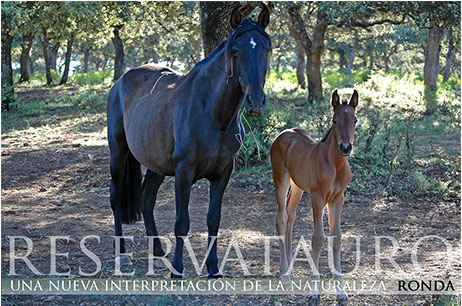 RESERVATAURO RONDA